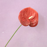 Artificial Anthurium (Small)