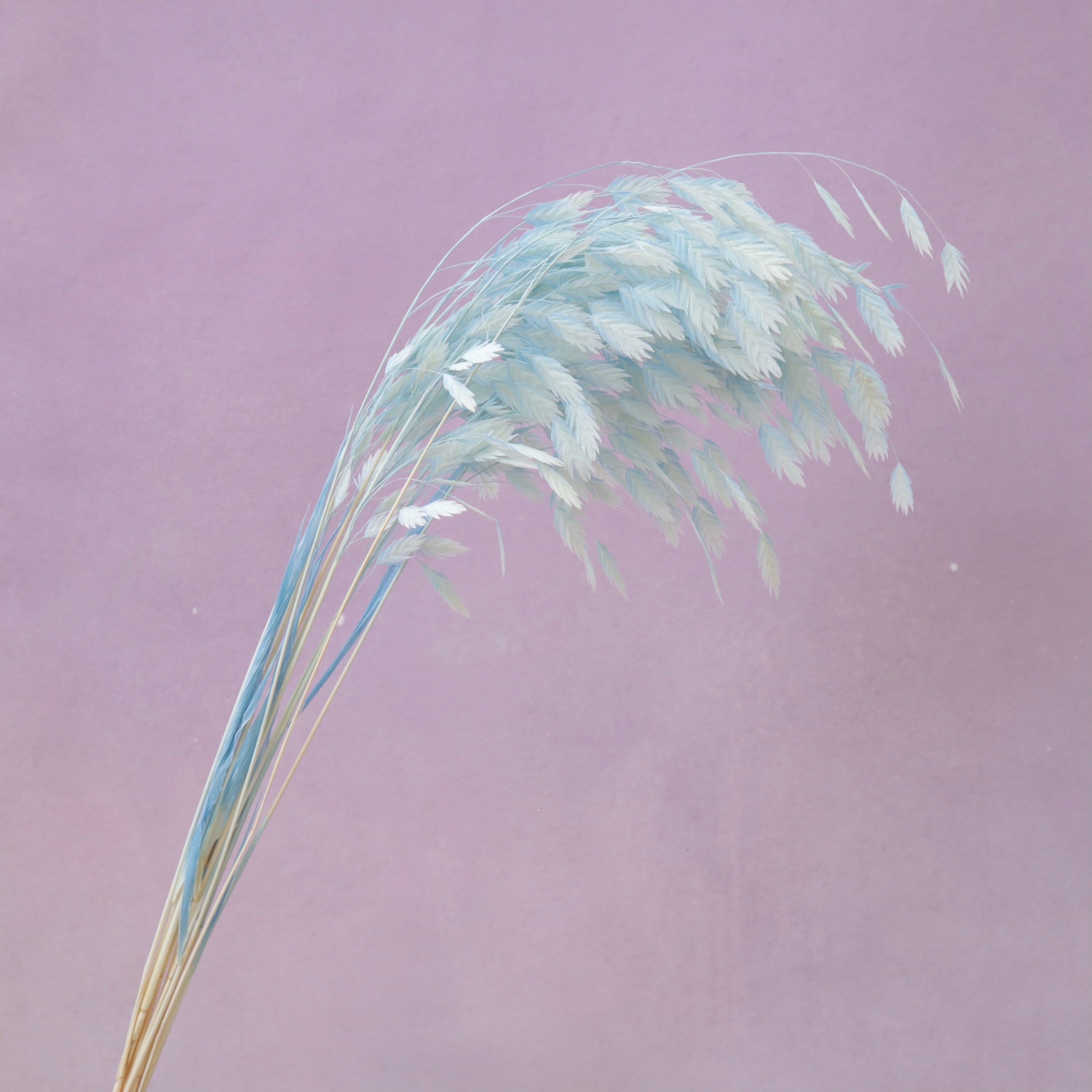 Sea Oats Baby Blue