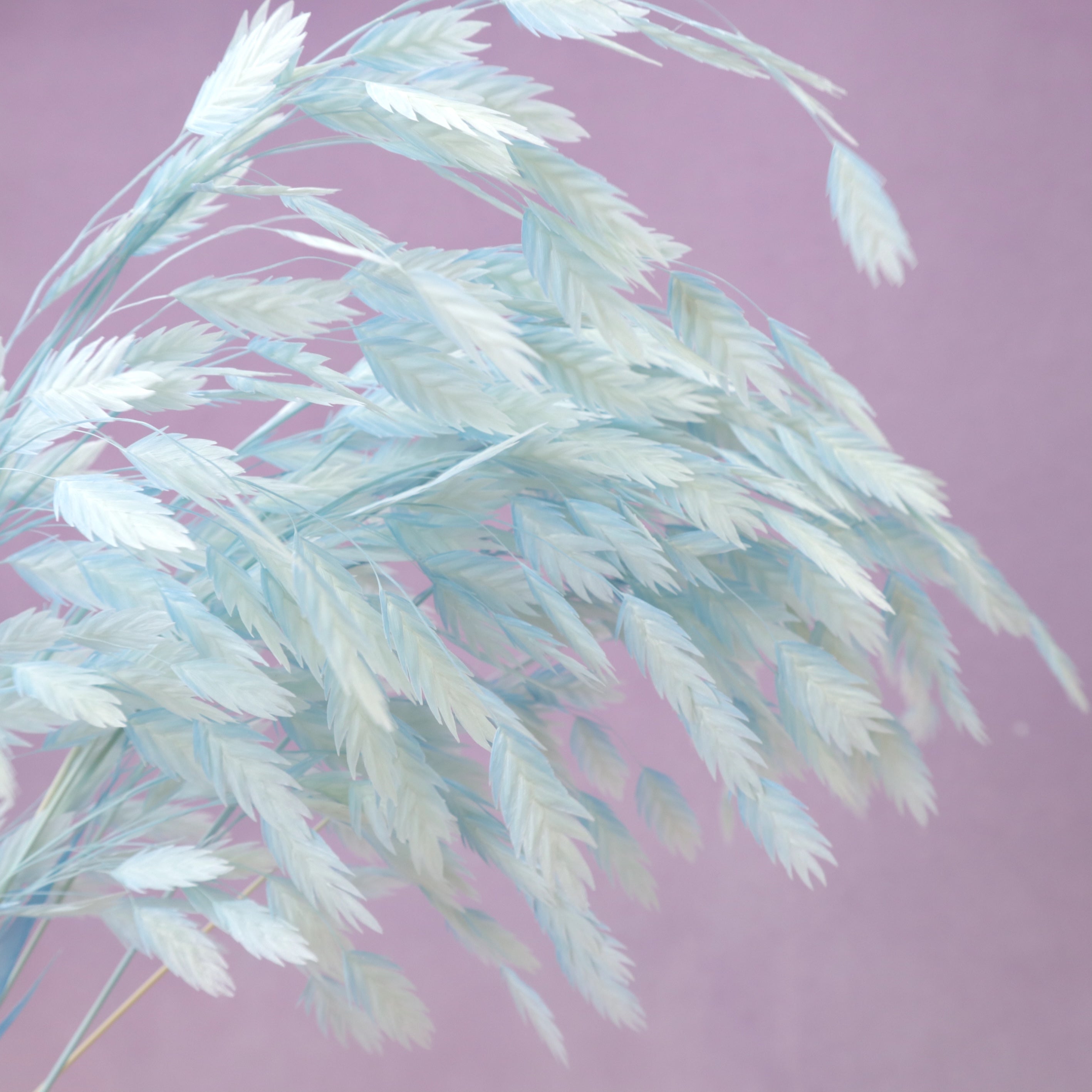 Sea Oats Baby Blue