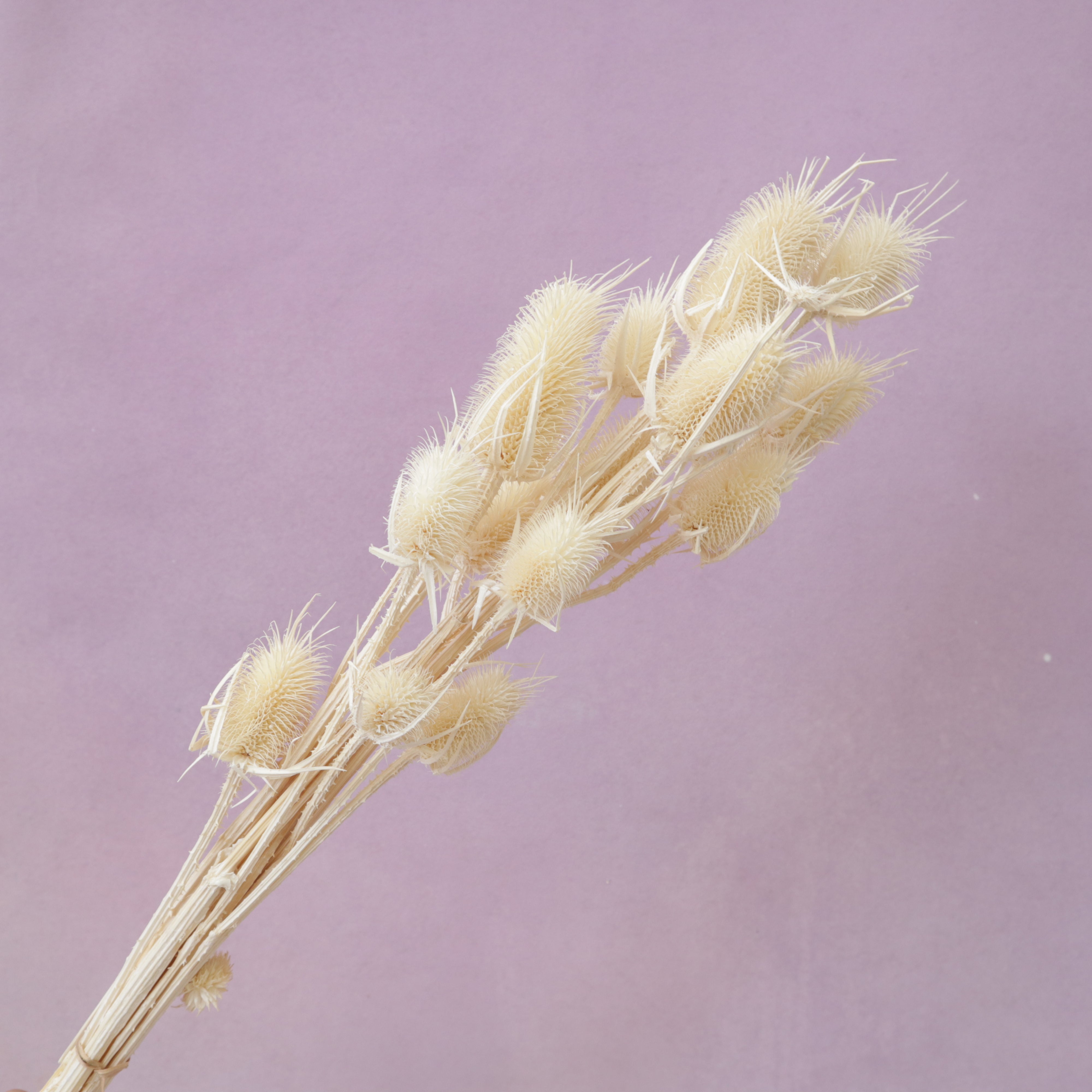 Thistle Creamy White