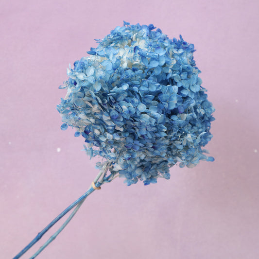 Annabelle Hydrangea Blue (clearence)