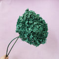 Annabelle Hydrangea Deep Emerald Green