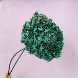 Annabelle Hydrangea Deep Emerald Green