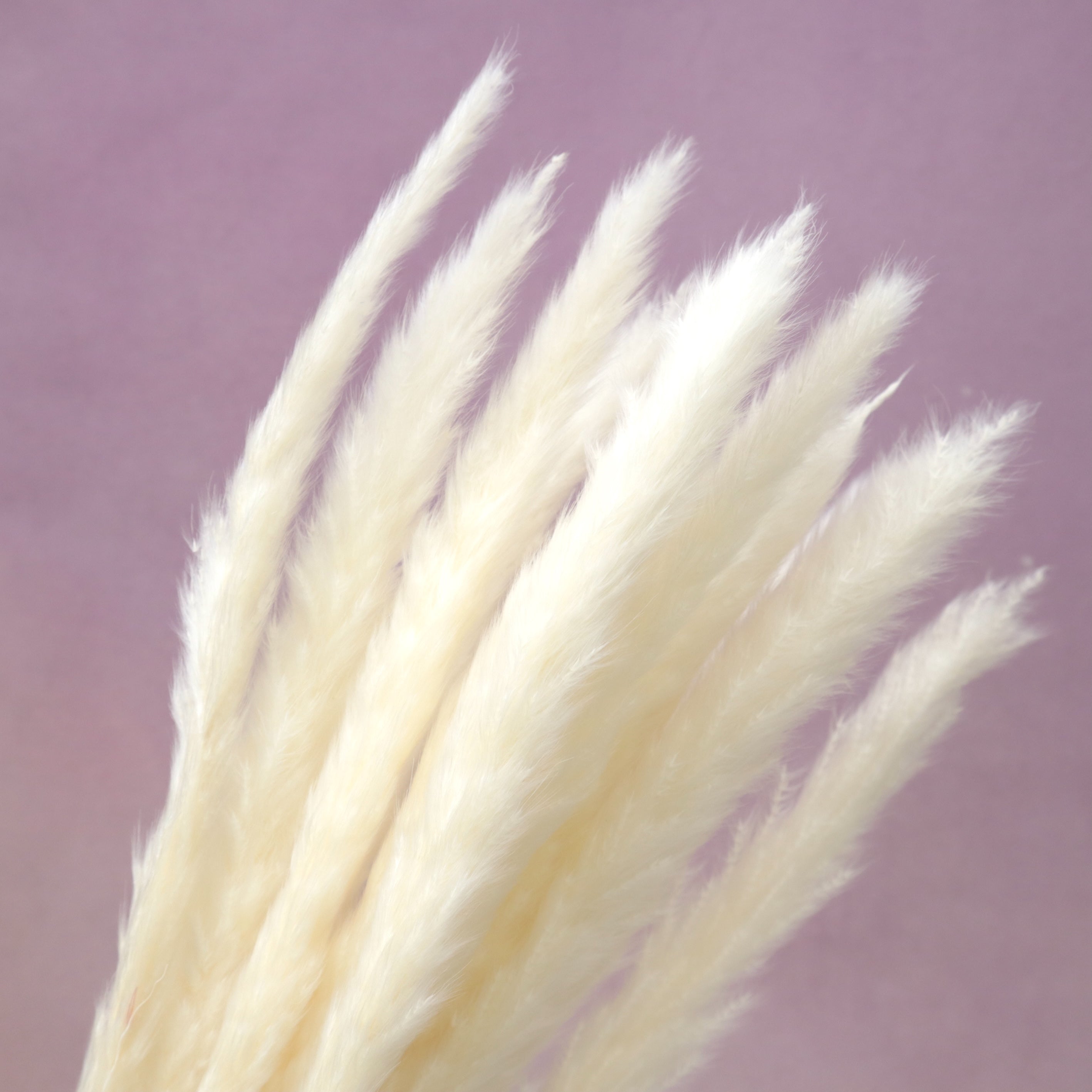 Fluffy Stick Creamy White