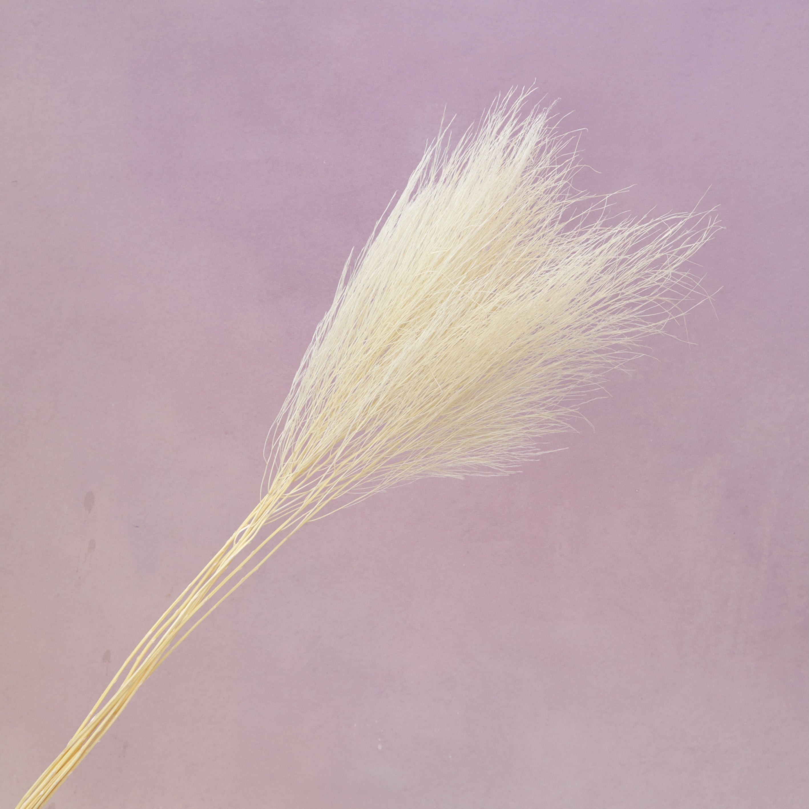 Tiki Fern Creamy White