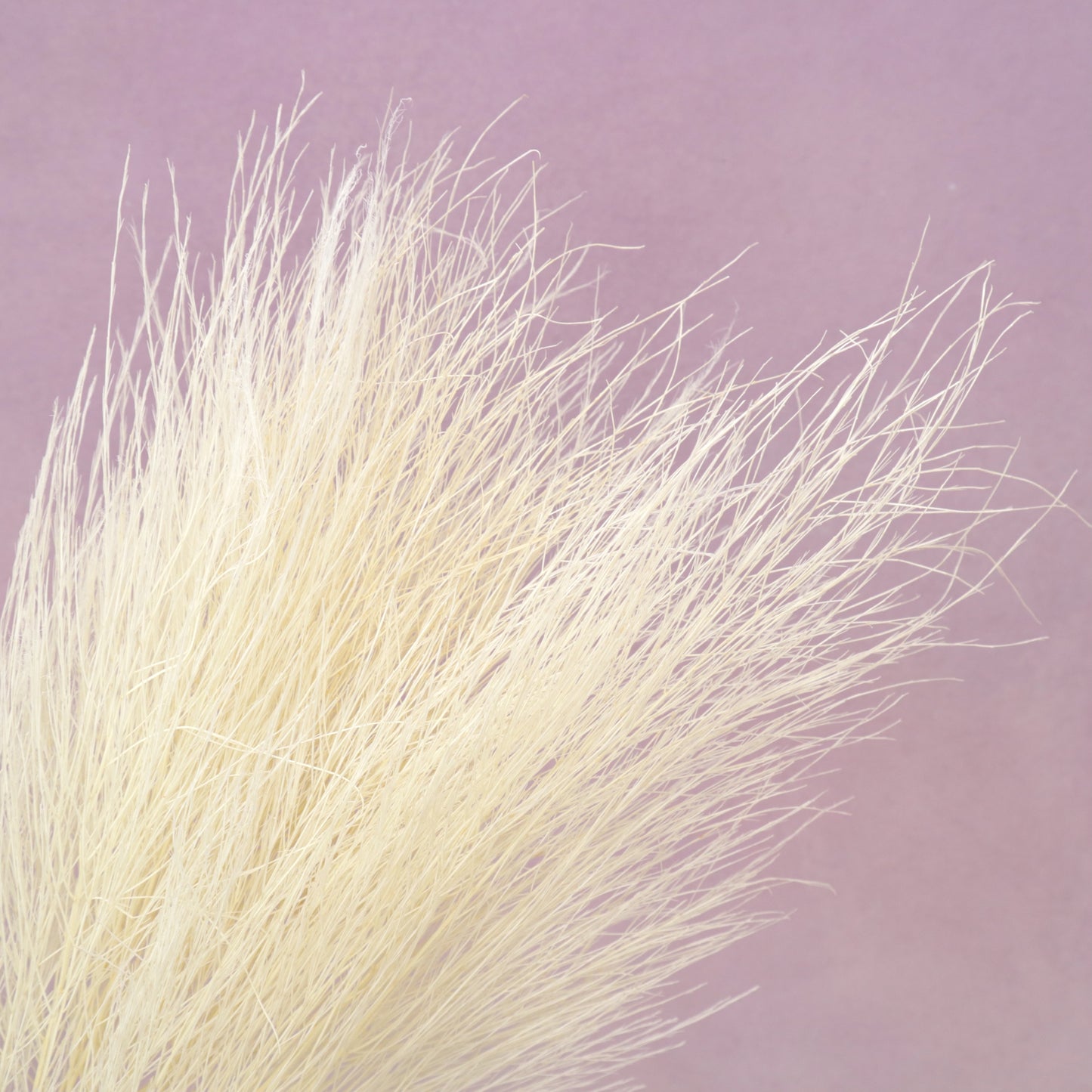 Tiki Fern Creamy White