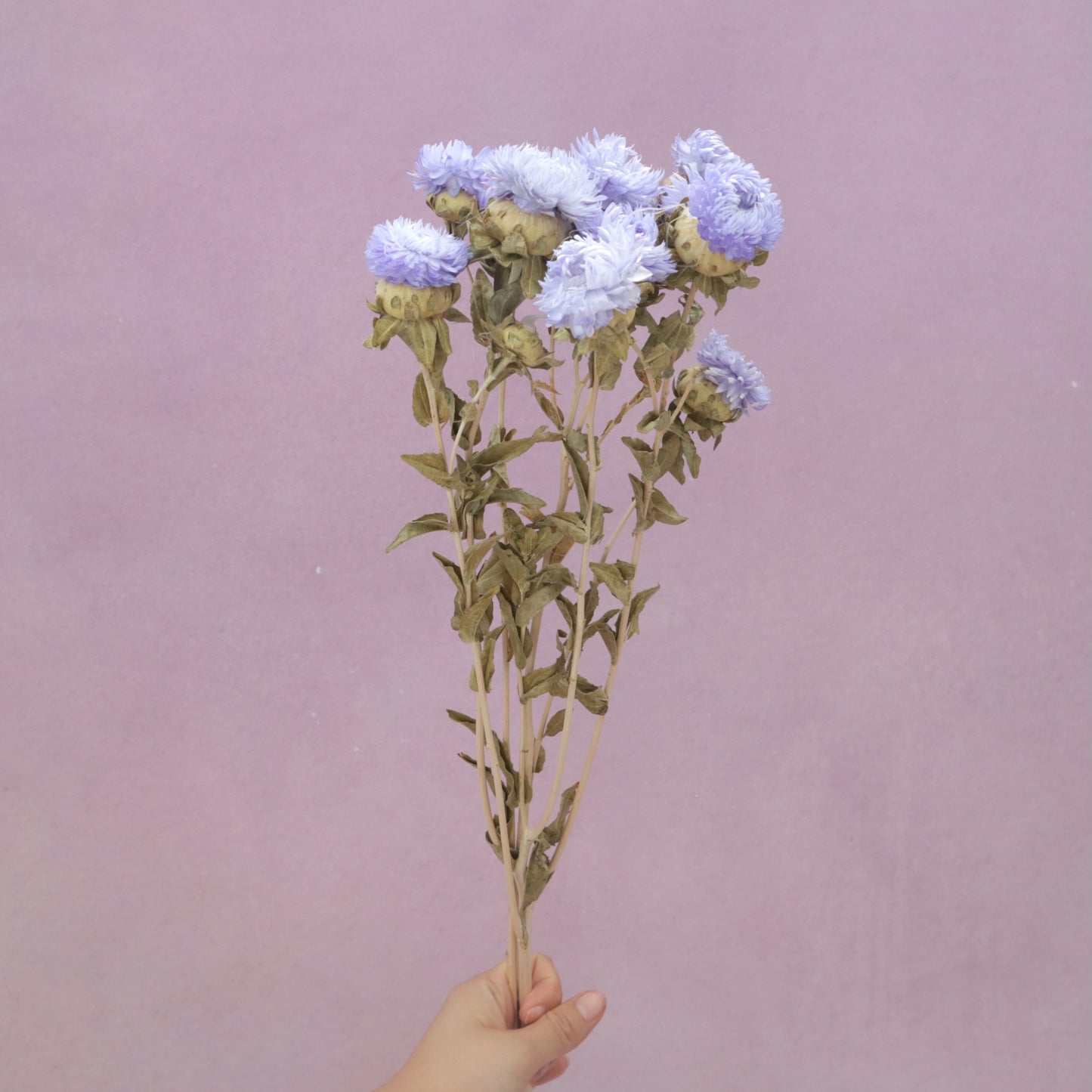 Strawflower Lavender Purple