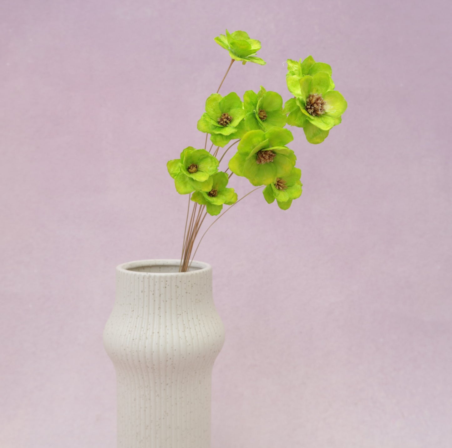 Sola Anemone Flower Tender Green