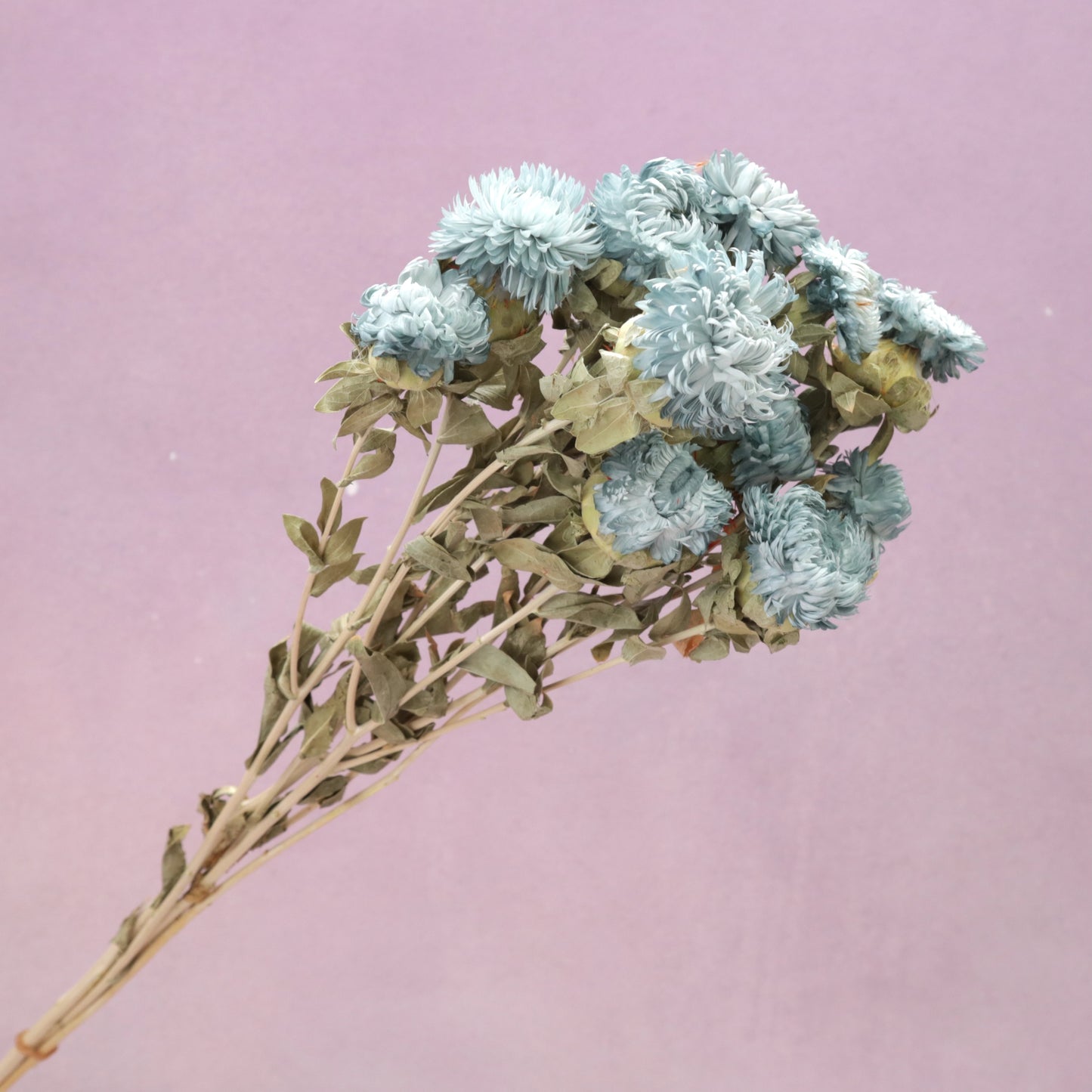 Strawflower Dusty Blue