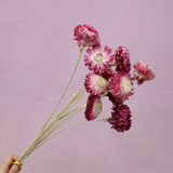 Strawflowers Berry