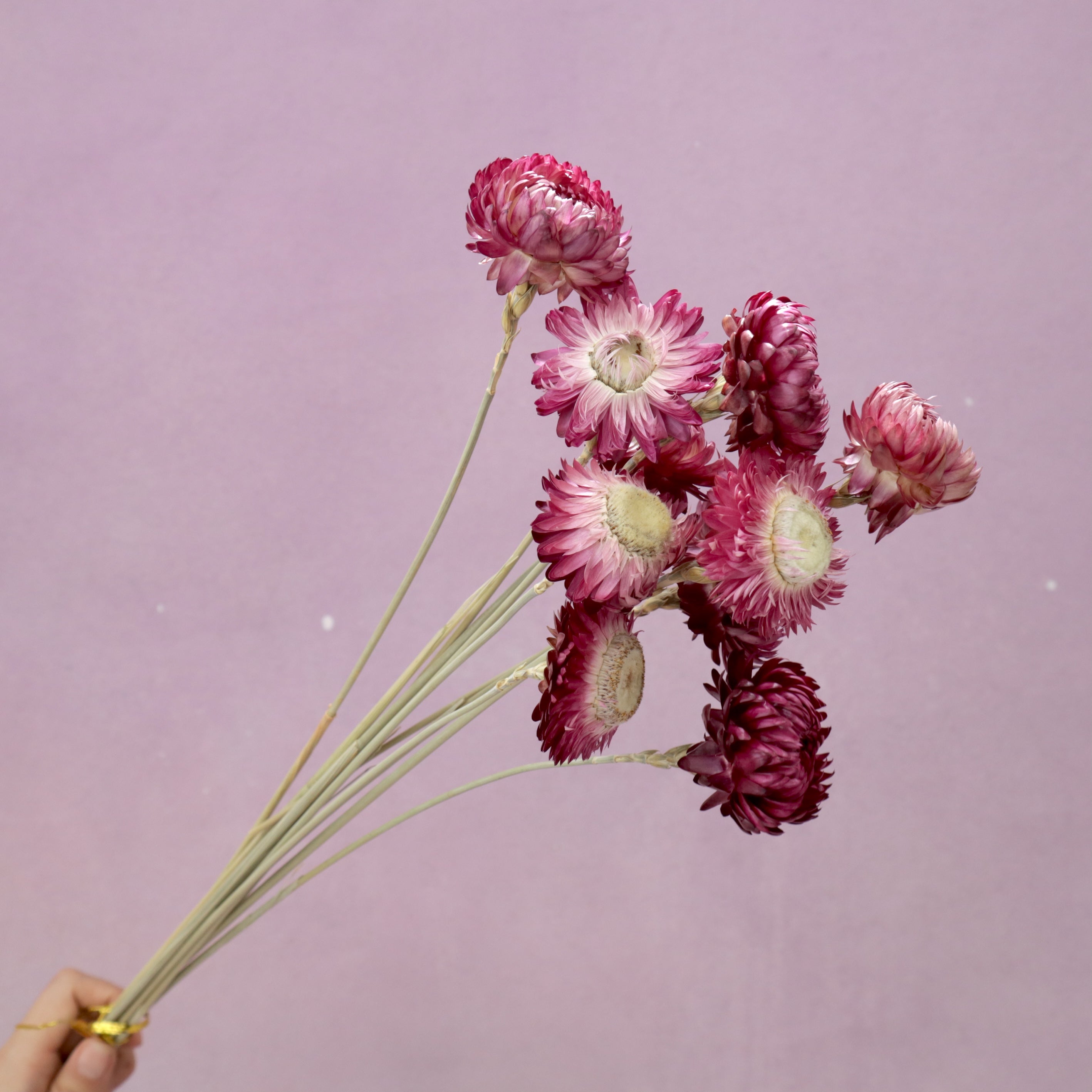 Strawflowers Berry