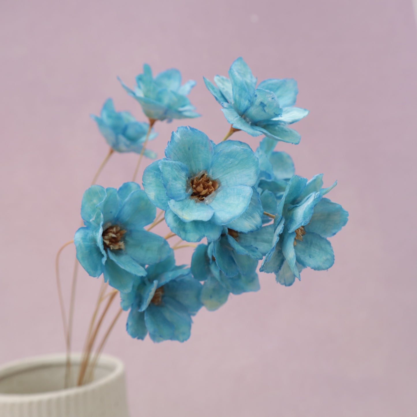 Sola Anemone Flower Blue