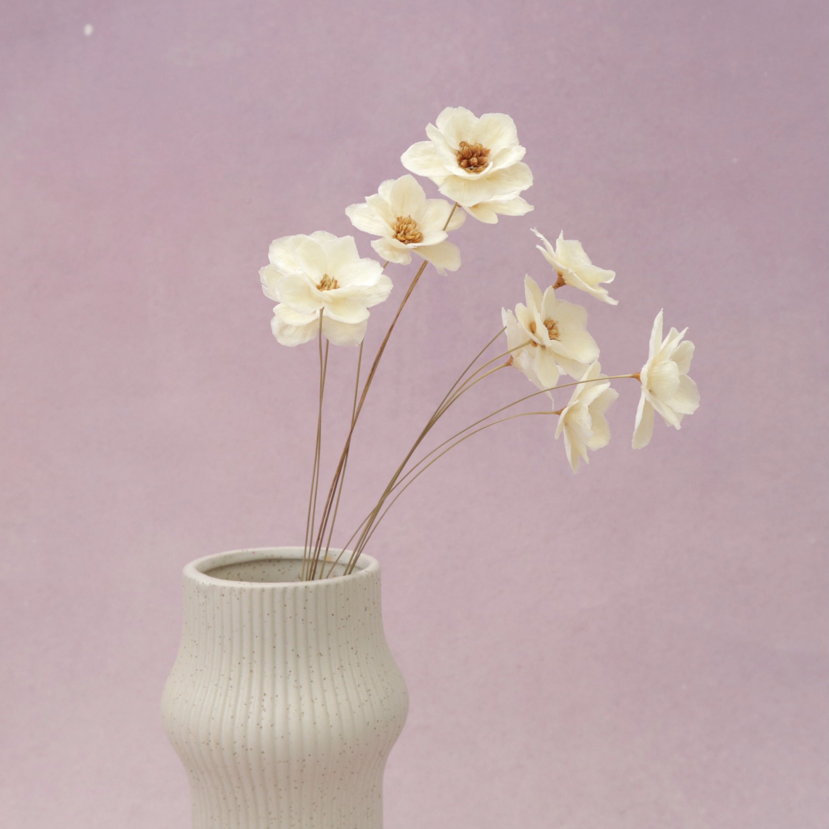 Sola Anemone Flower White