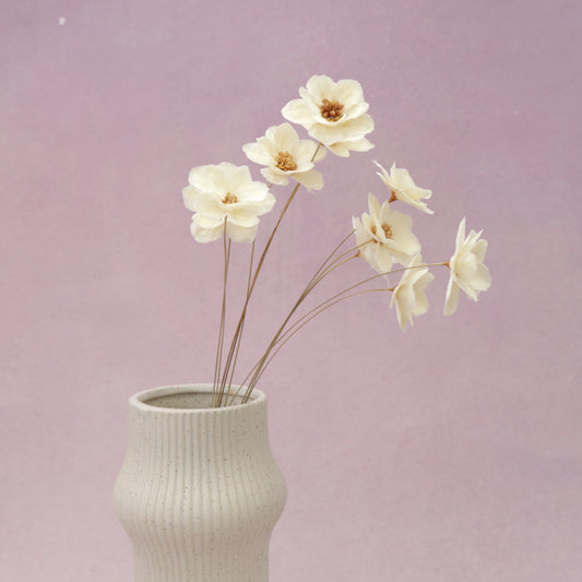 Sola Anemone Flower White