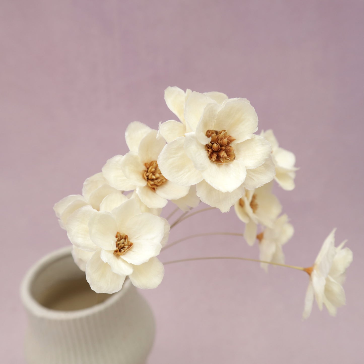 Sola Anemone Flower White