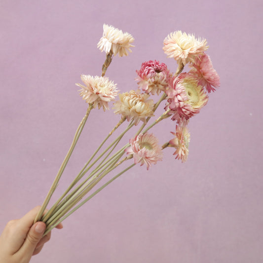 Strawflowers Mixed Pink