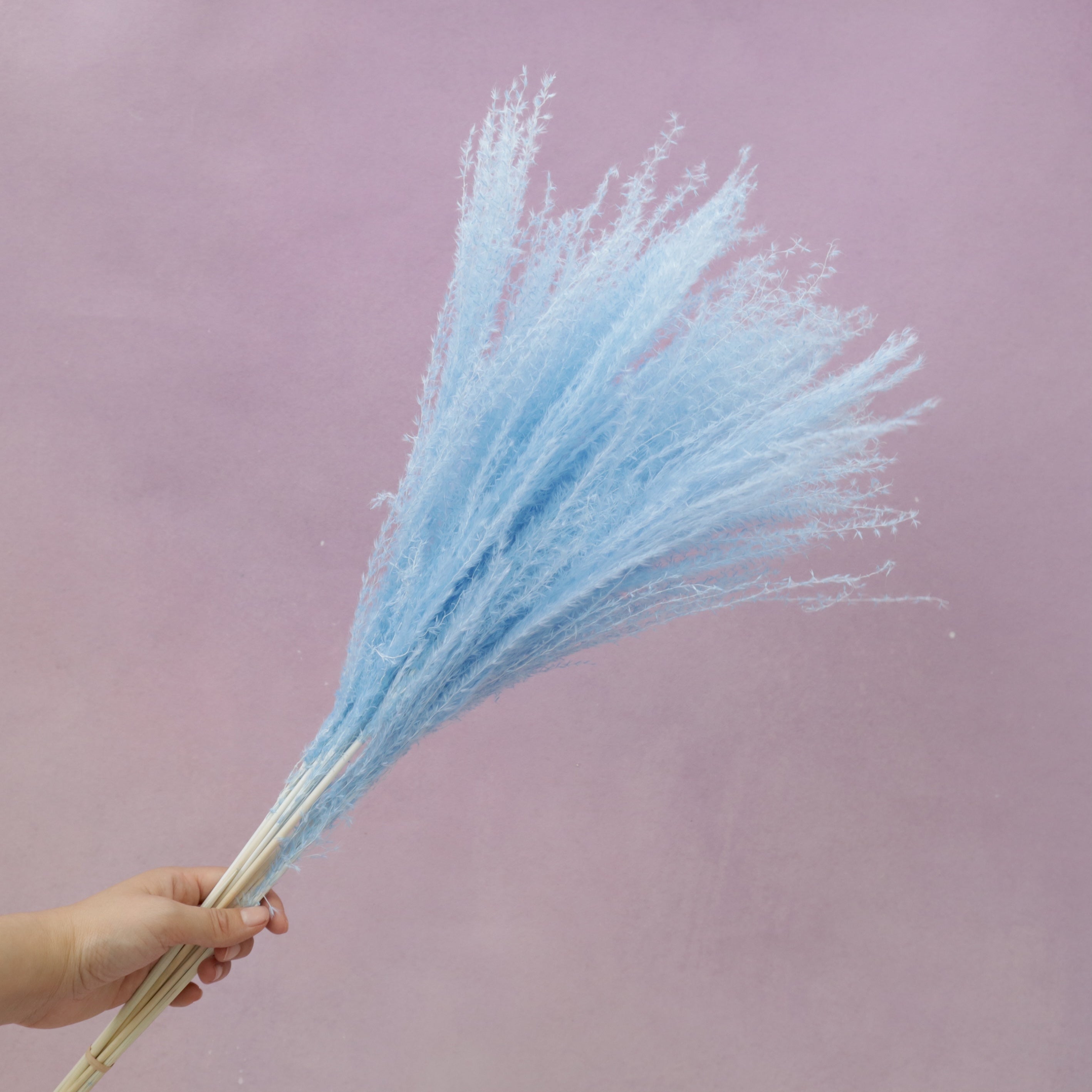 Horsetail Sky Blue