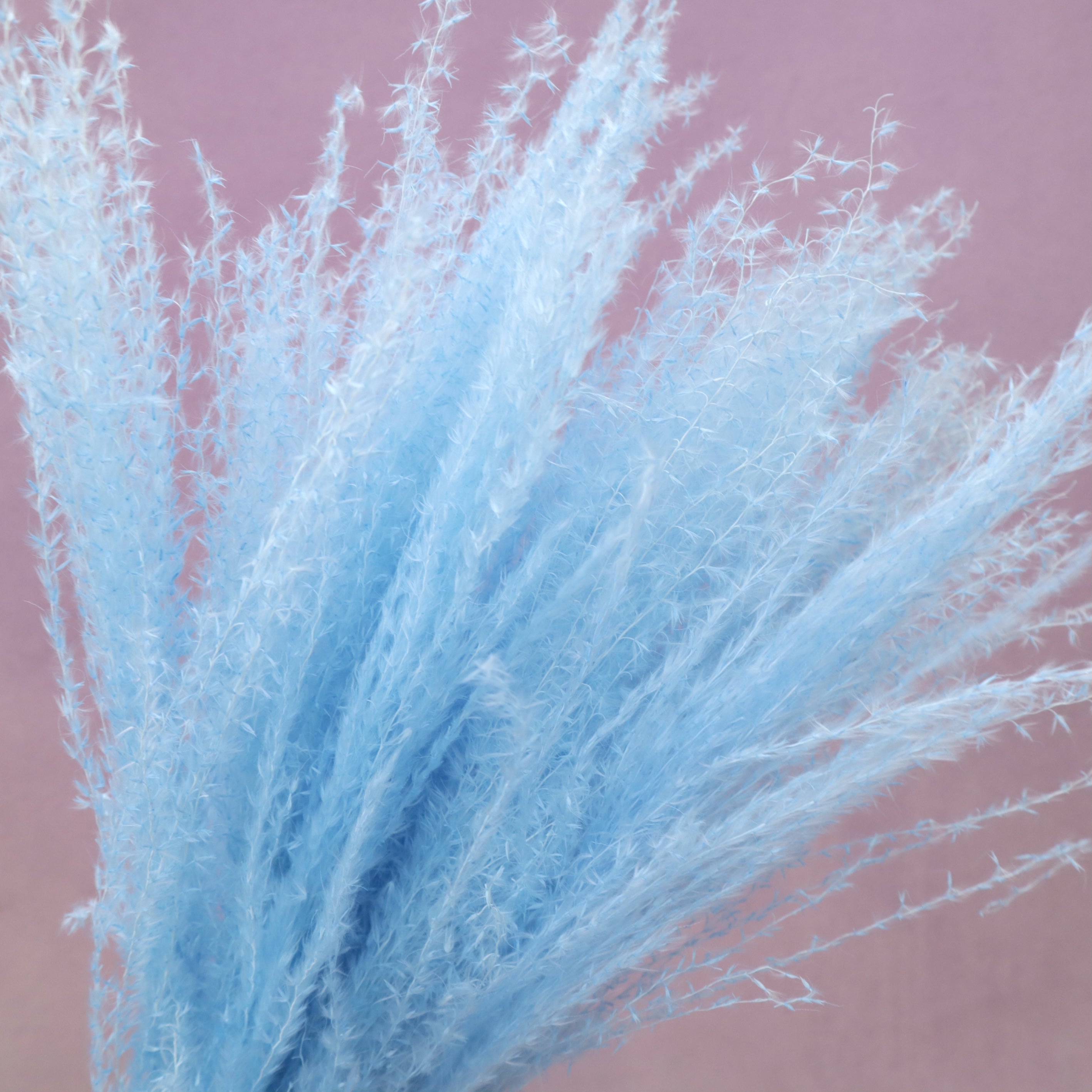 Horsetail Sky Blue