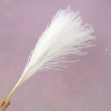 Horsetail White