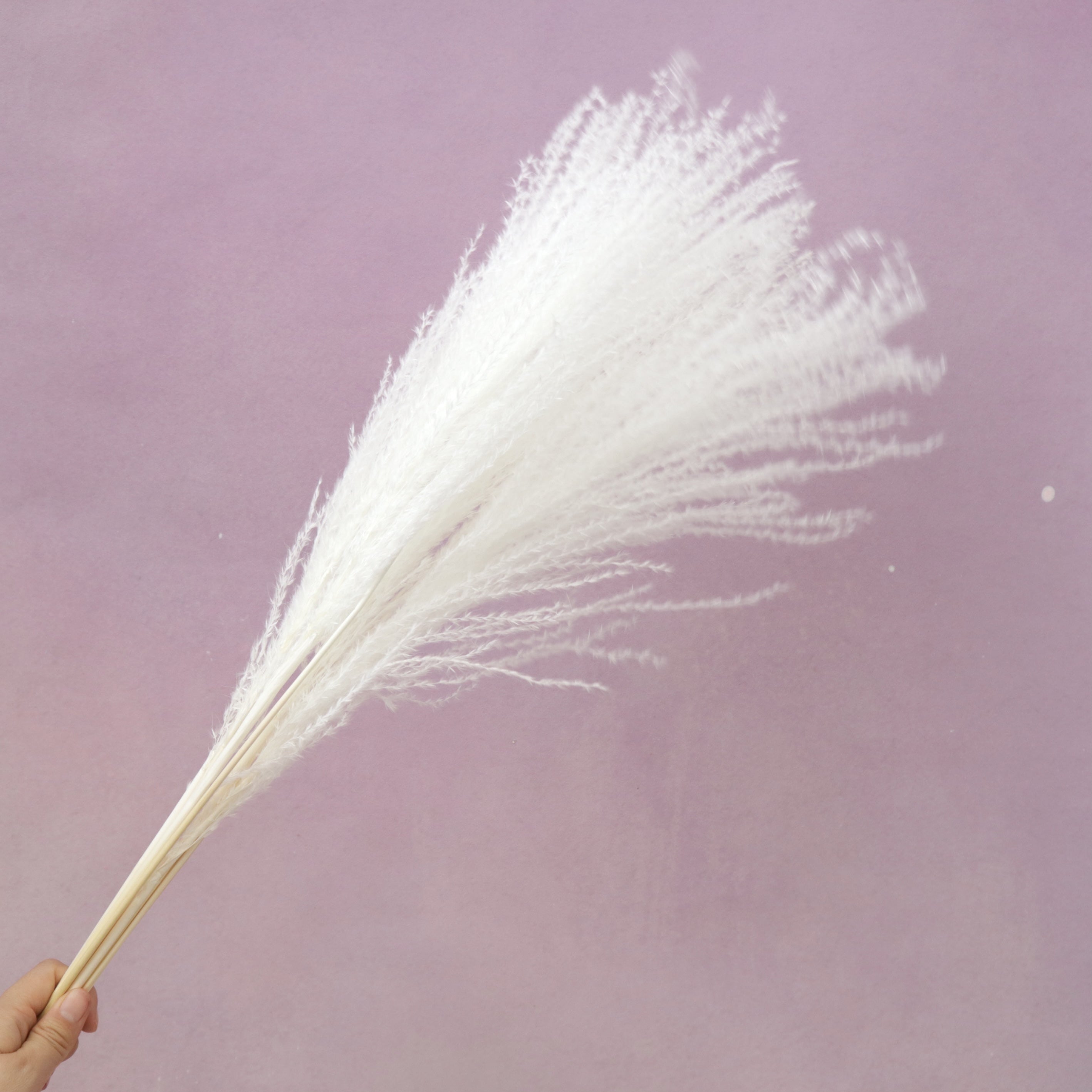 Horsetail White