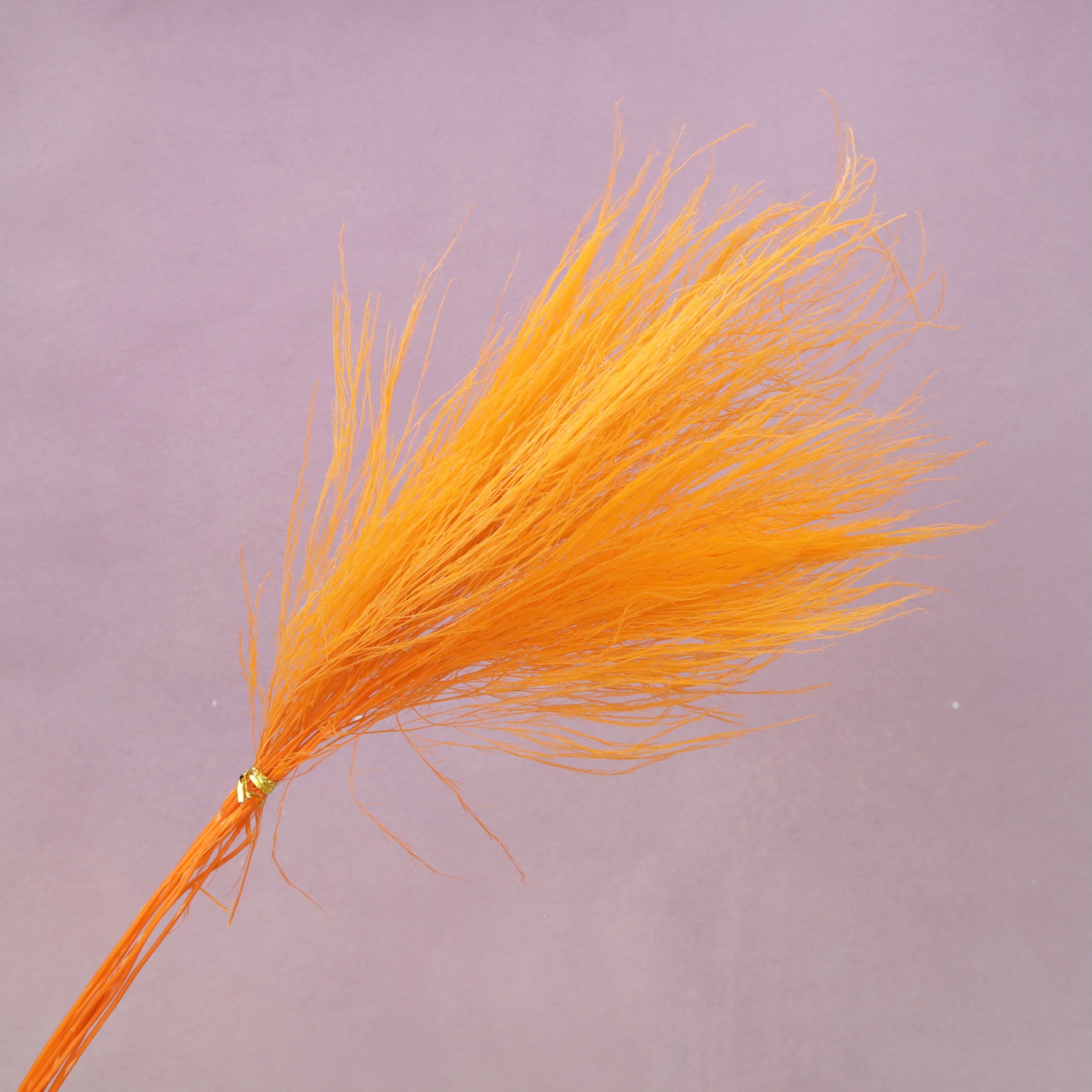 Tiki Fern Orange