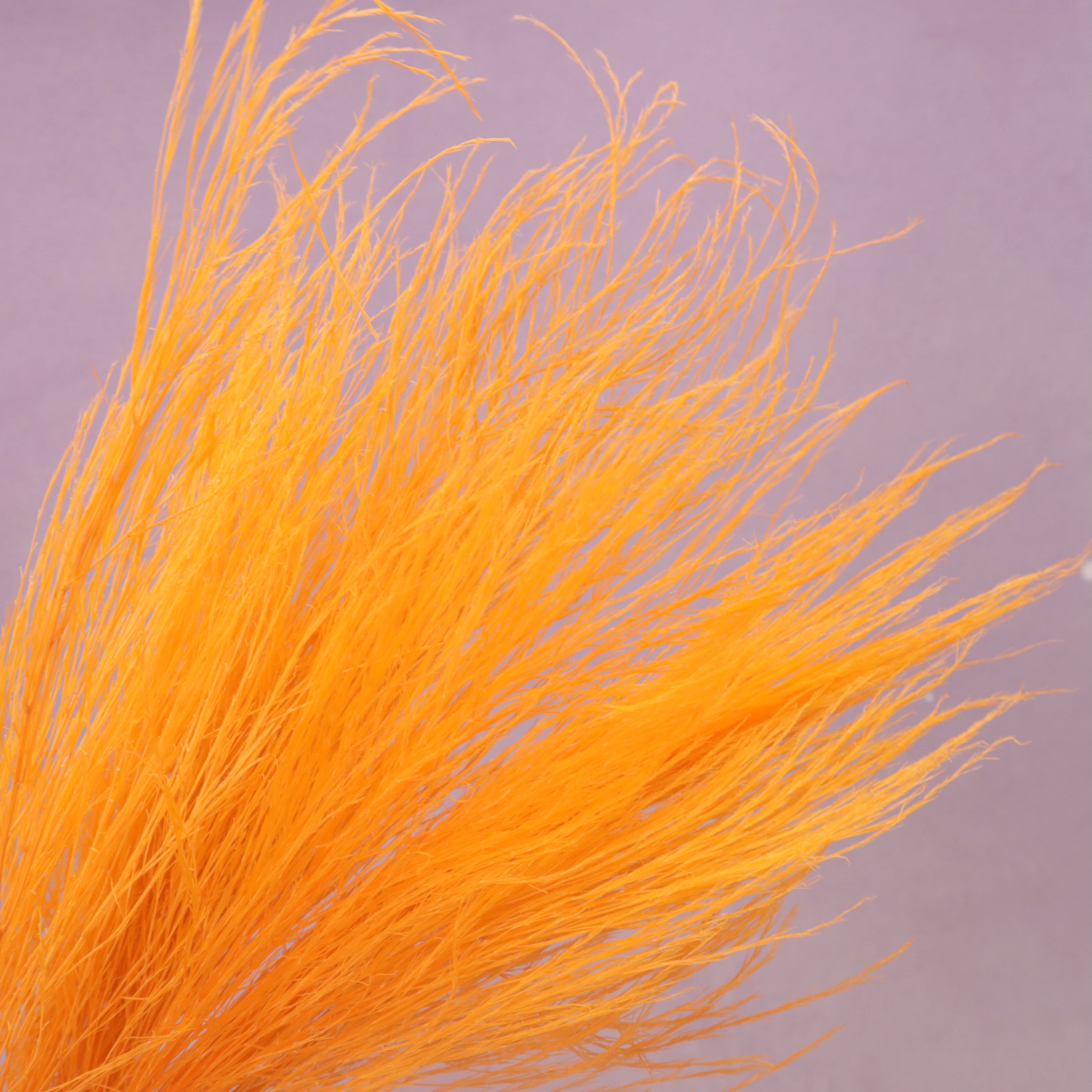 Tiki Fern Orange