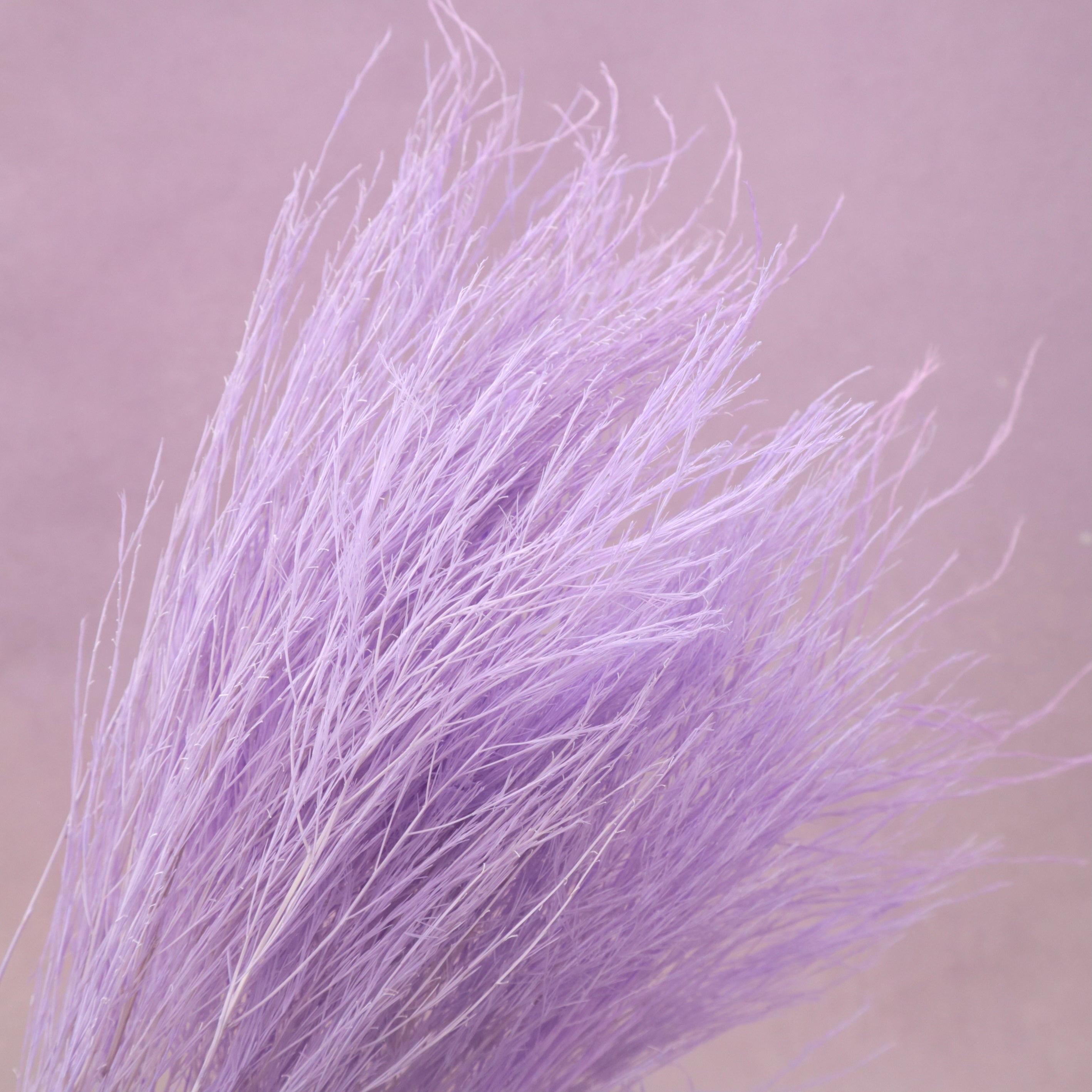 Tiki Fern Mauve