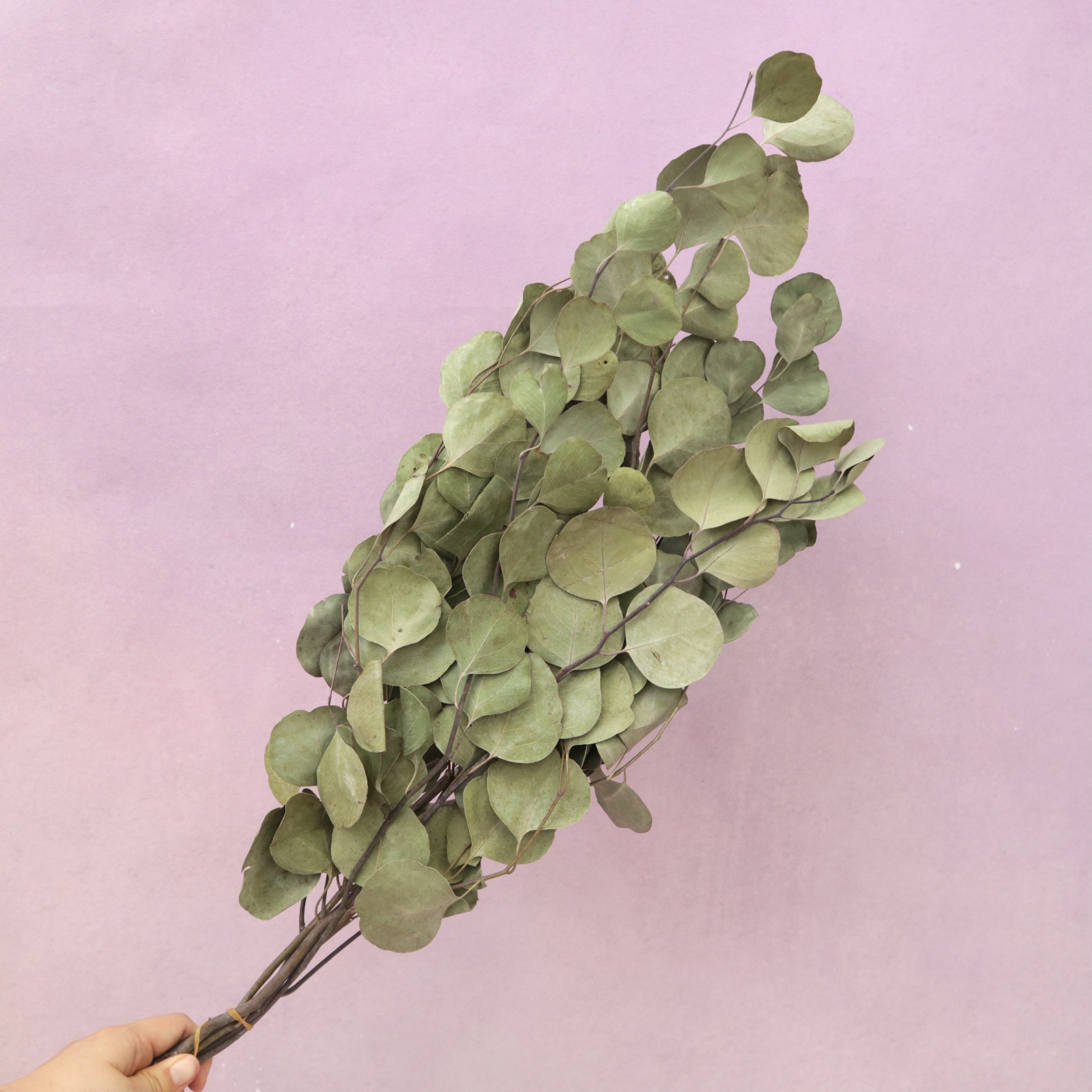 Poly Gum Natural Dried