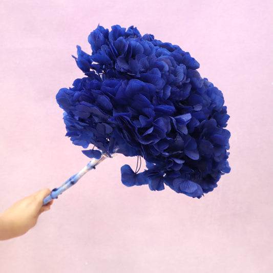 Hydrangea Bigleaf Royal Blue