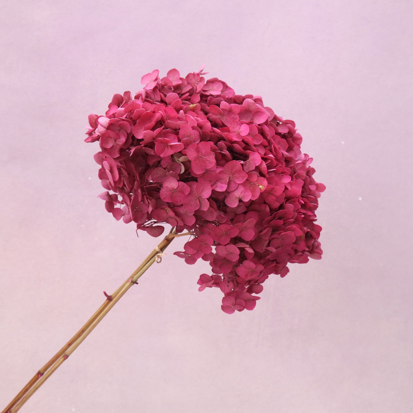 Annabelle Hydrangea Raspberry Pink