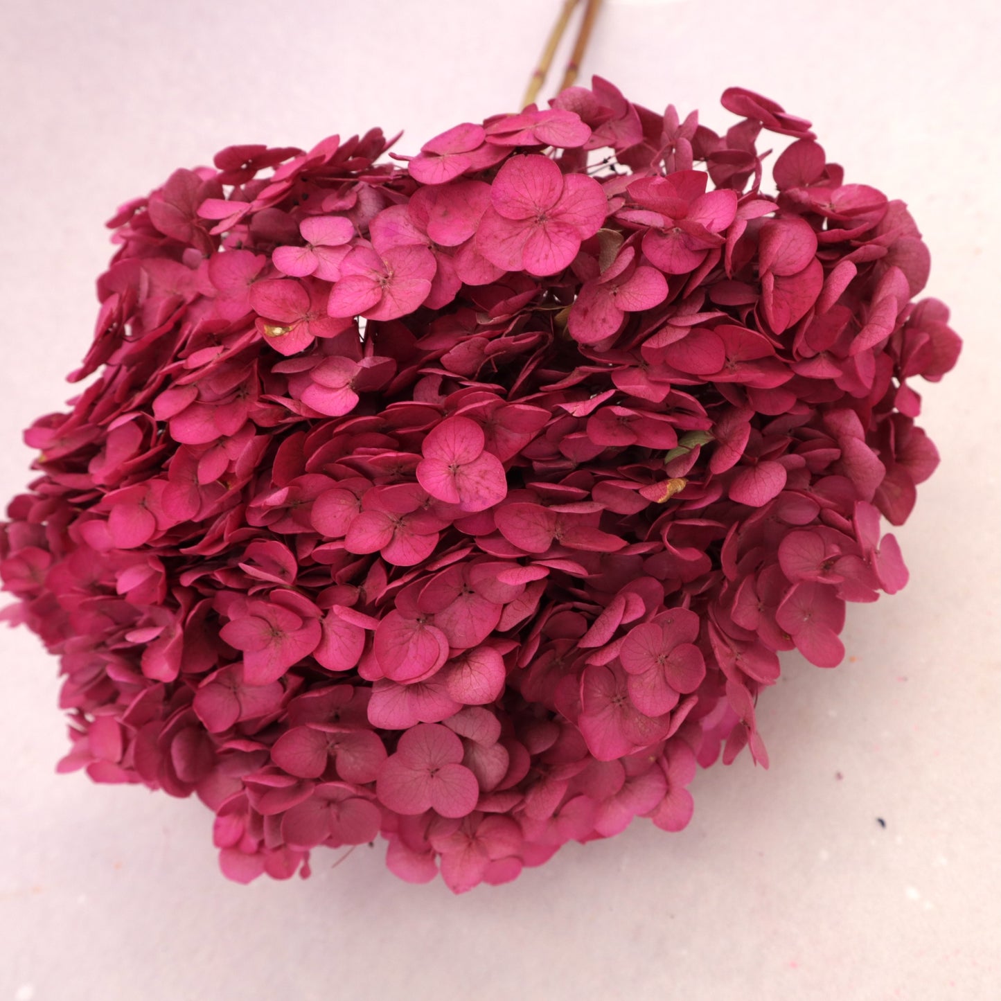 Annabelle Hydrangea Raspberry Pink