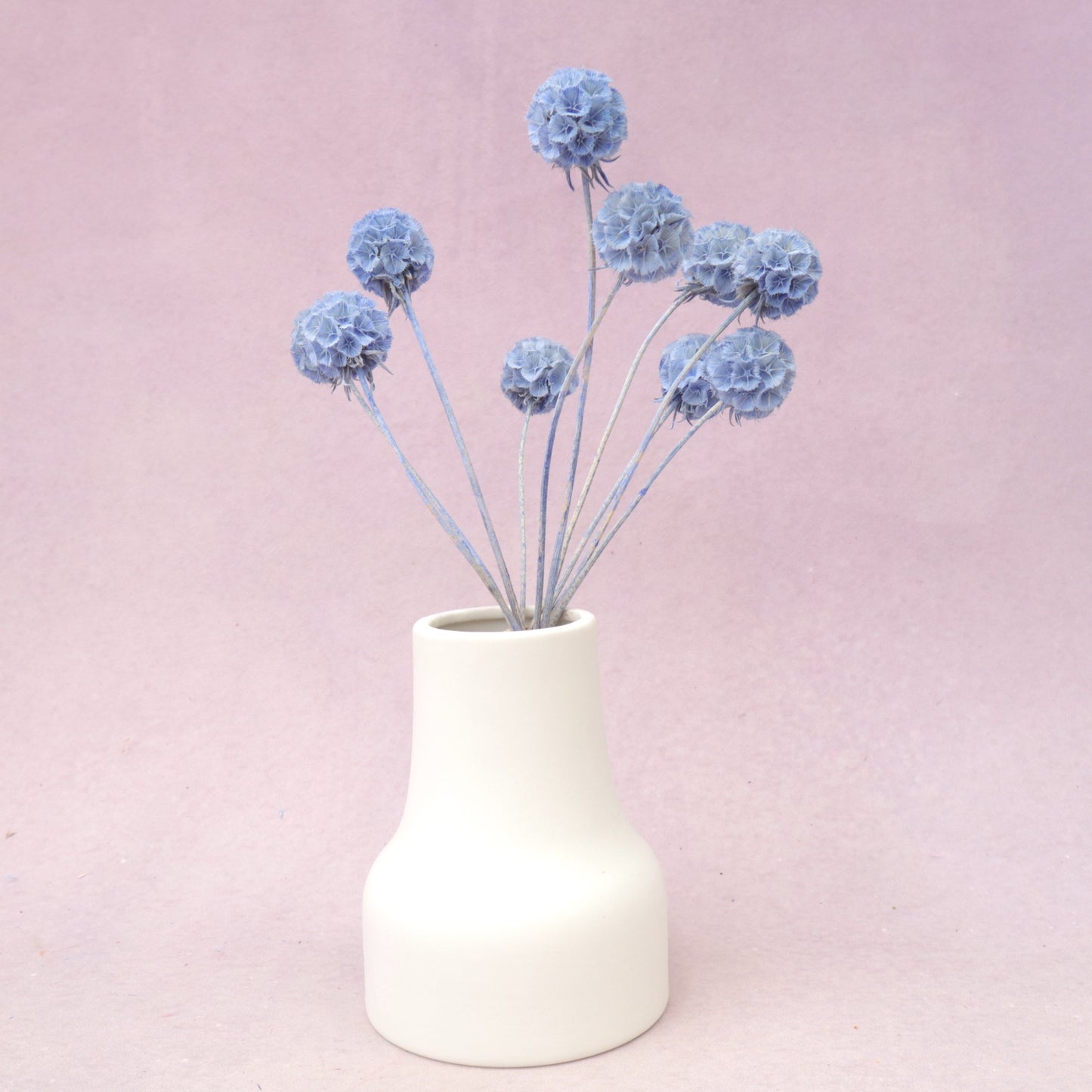 Scabiosa Sea Blue