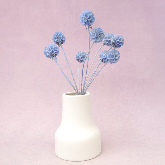 Scabiosa Sea Blue