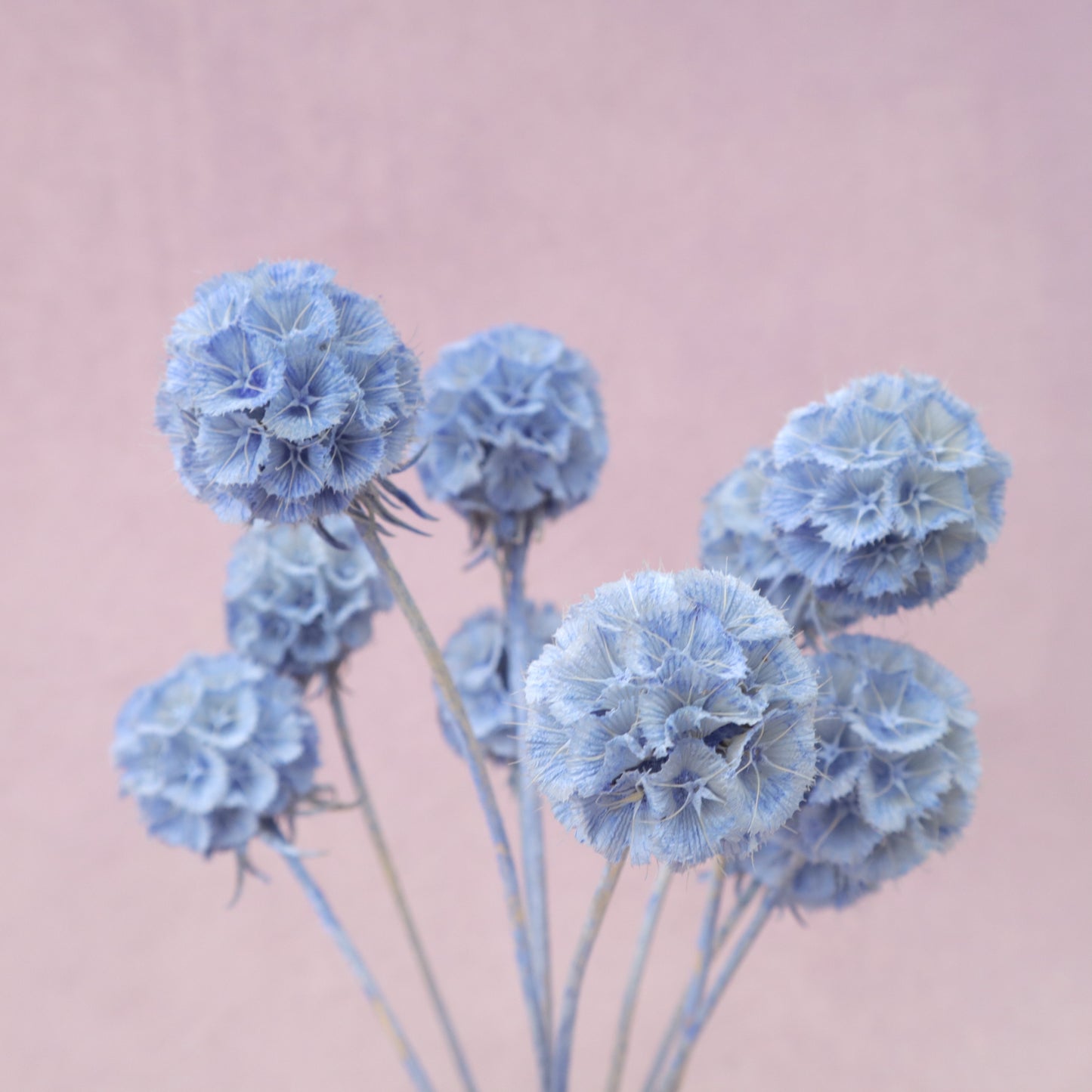 Scabiosa Sea Blue