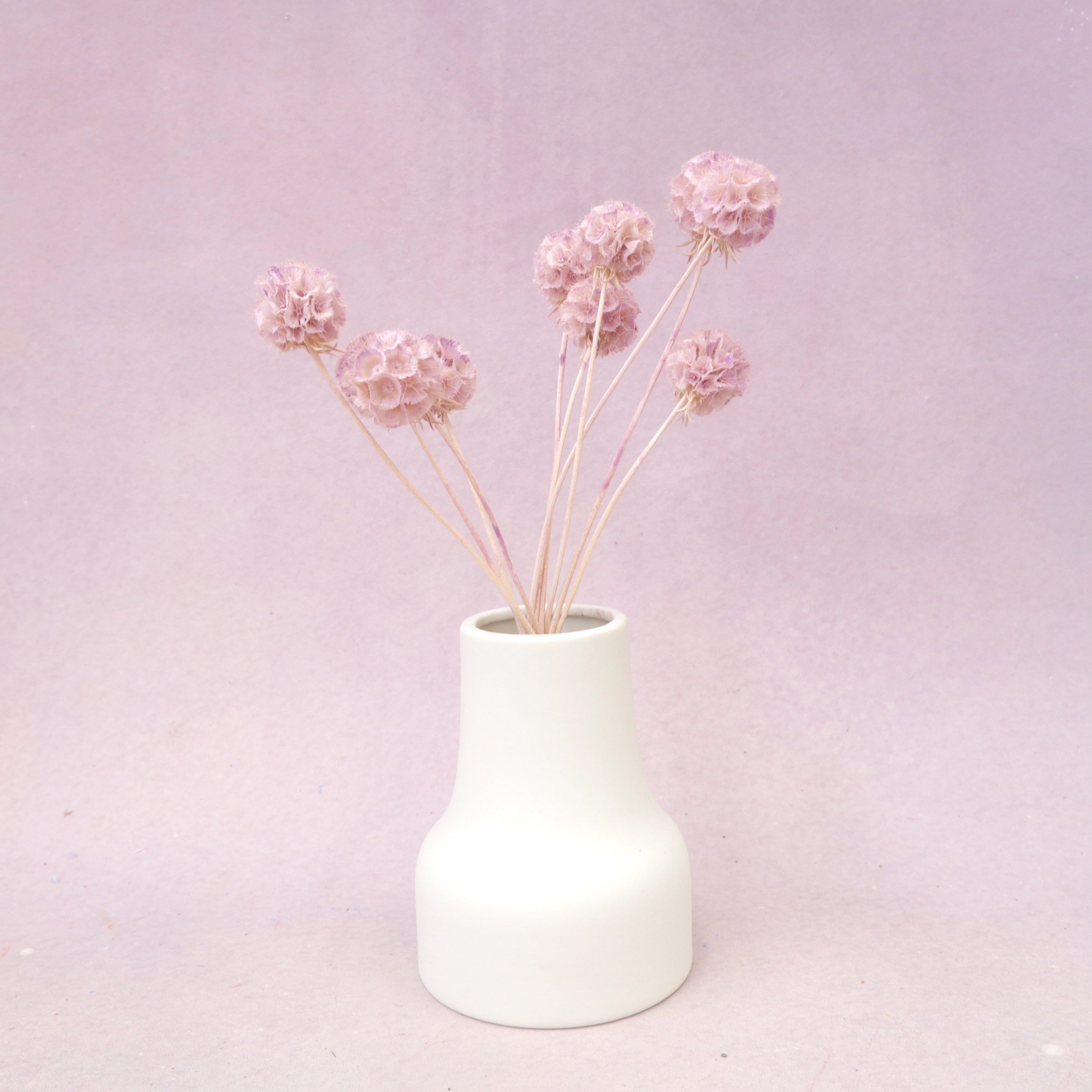 Scabiosa Light Mauve