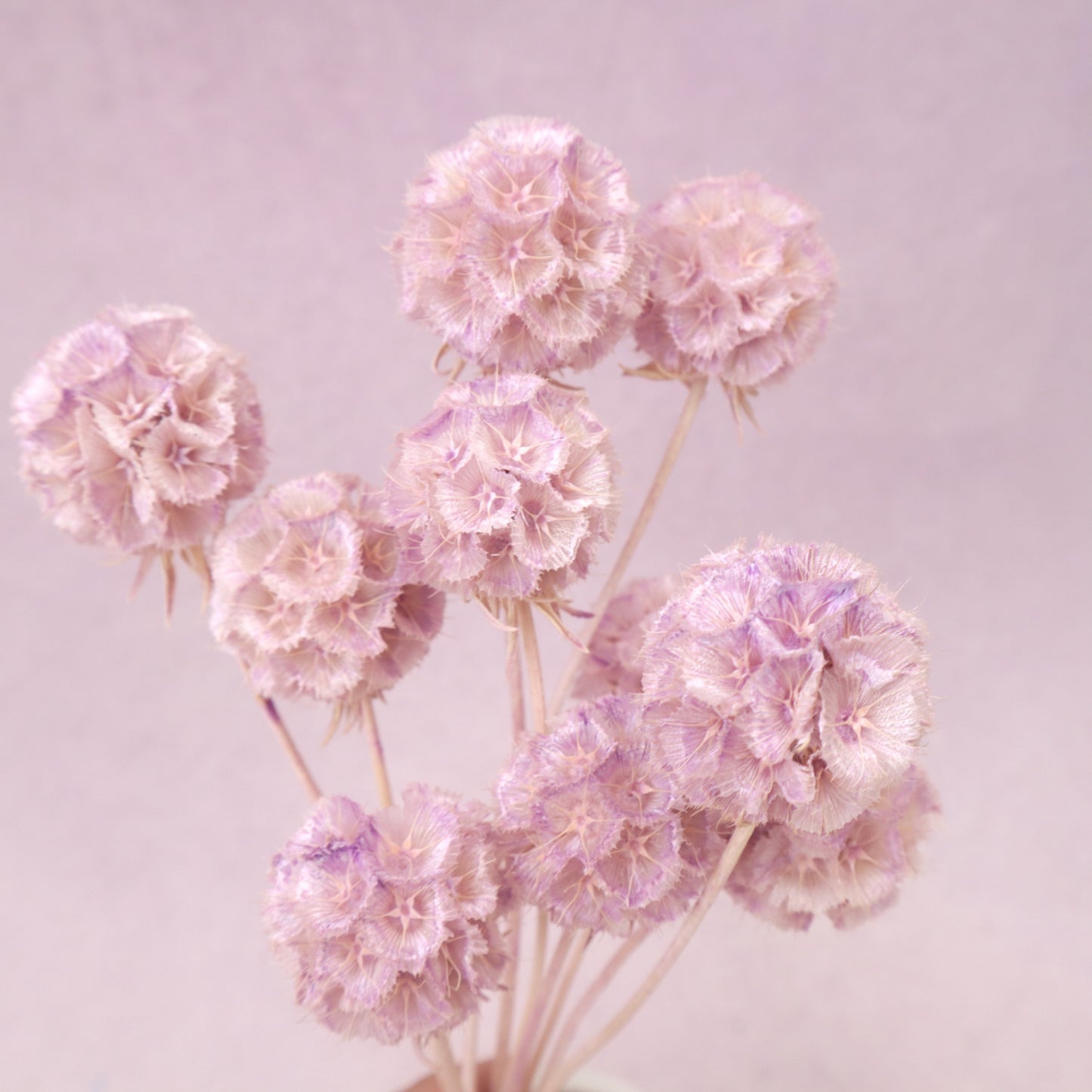 Scabiosa Light Mauve