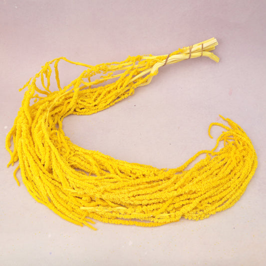 Amaranthus Yellow
