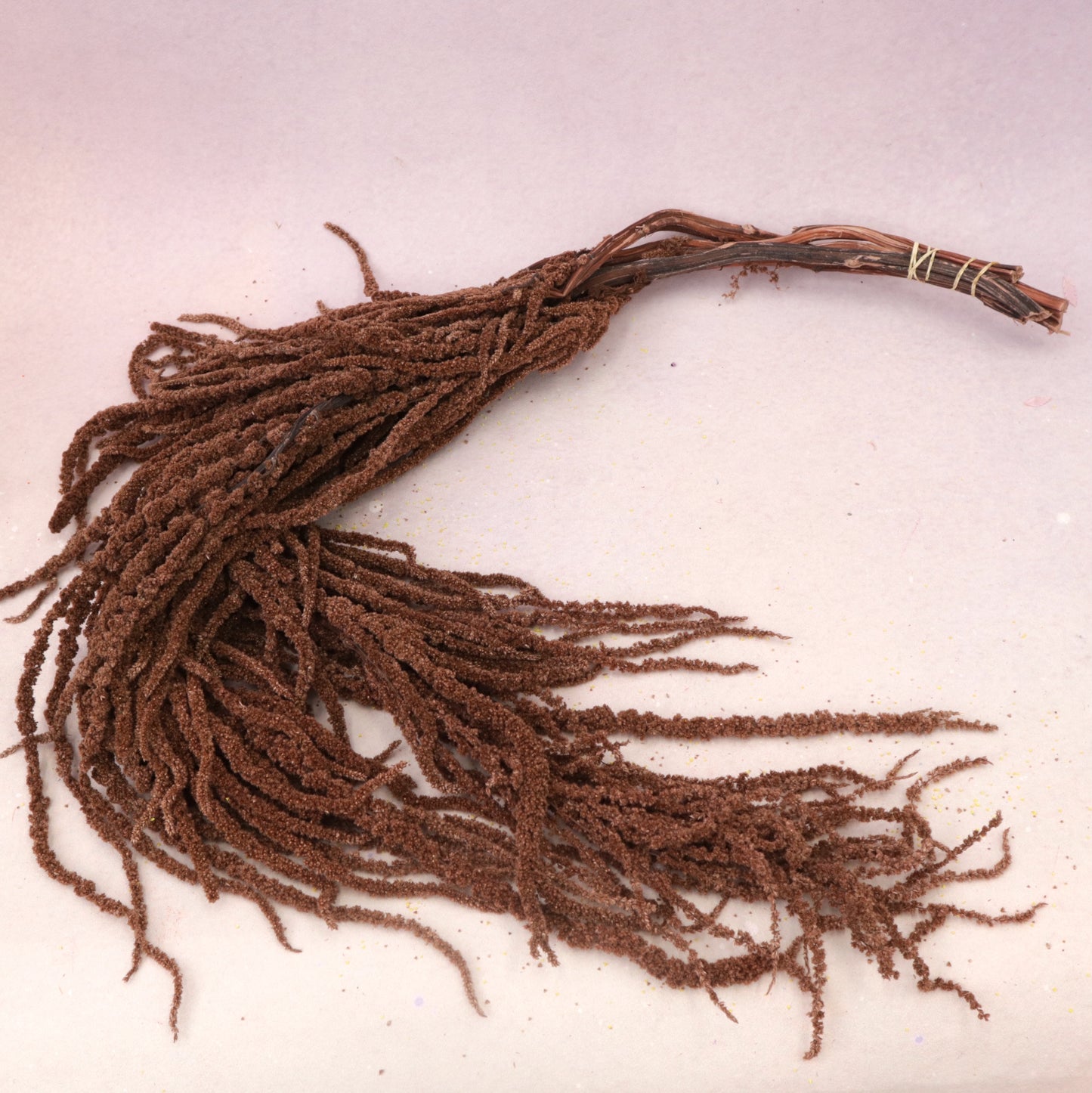 Amaranthus Brown