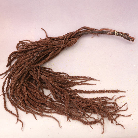 Amaranthus Brown
