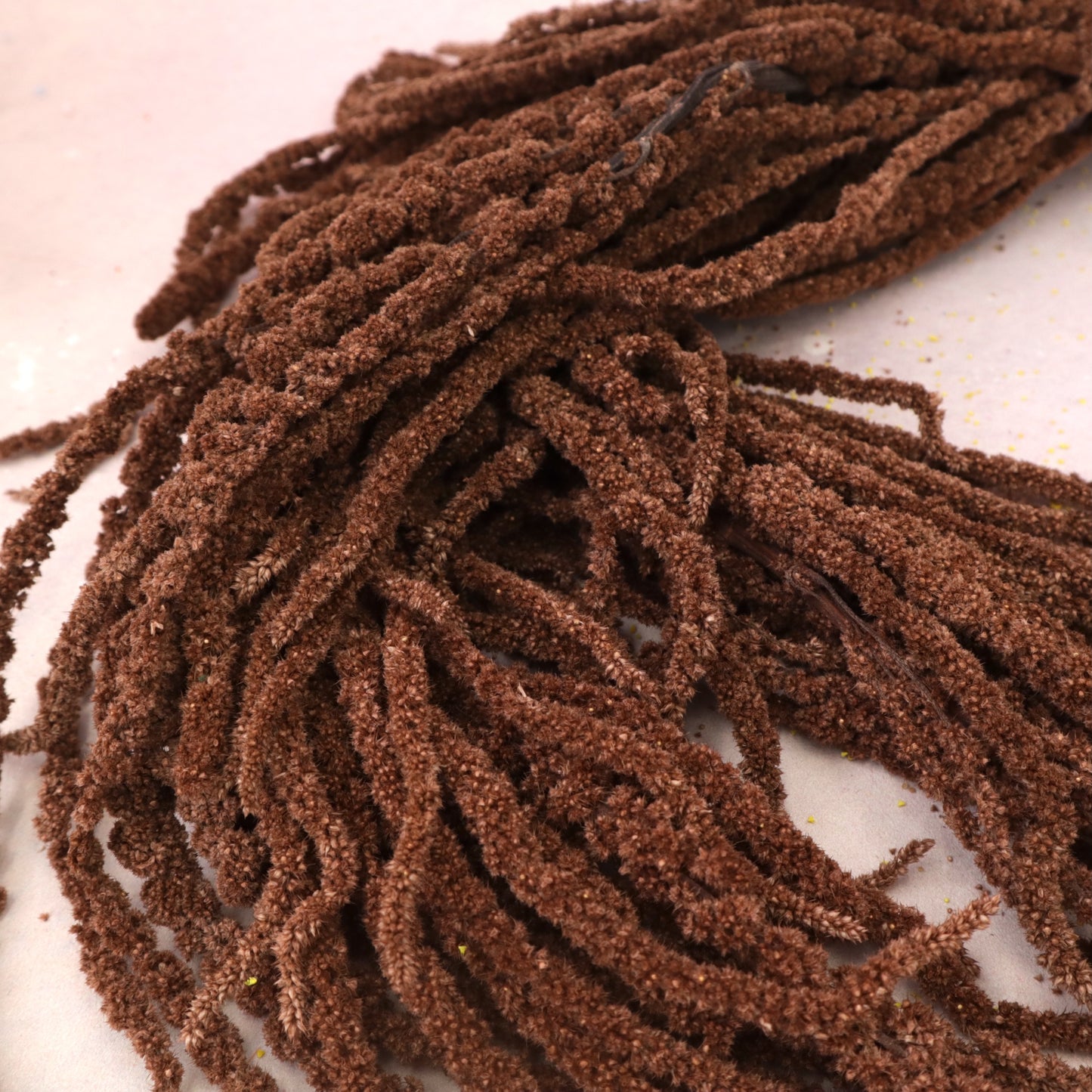 Amaranthus Brown