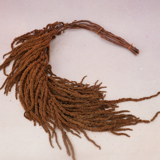 Amaranthus Caramel
