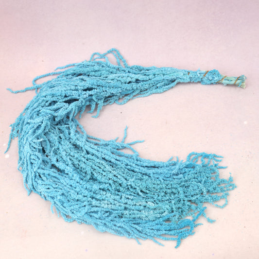 Amaranthus Cyan Blue