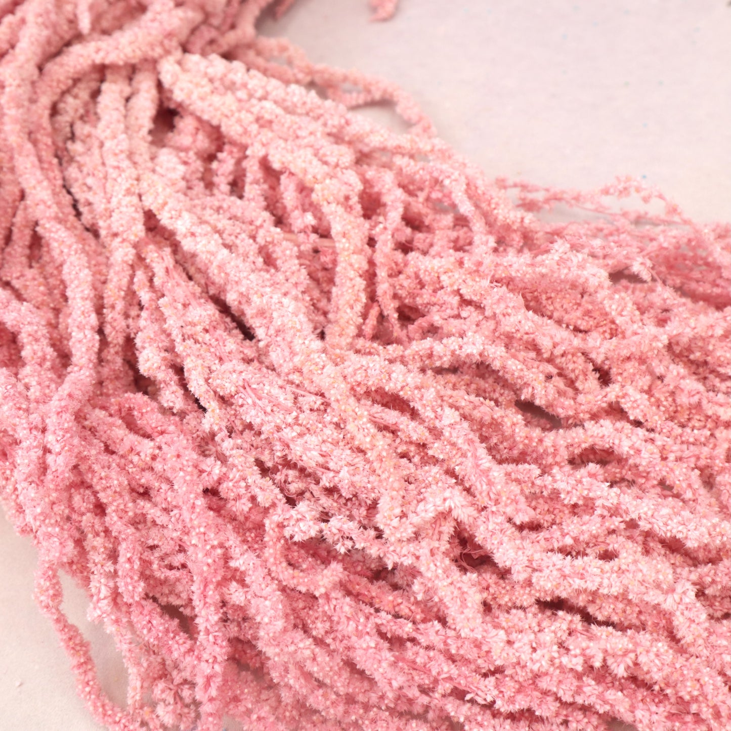 Amaranthus Flamingo Pink