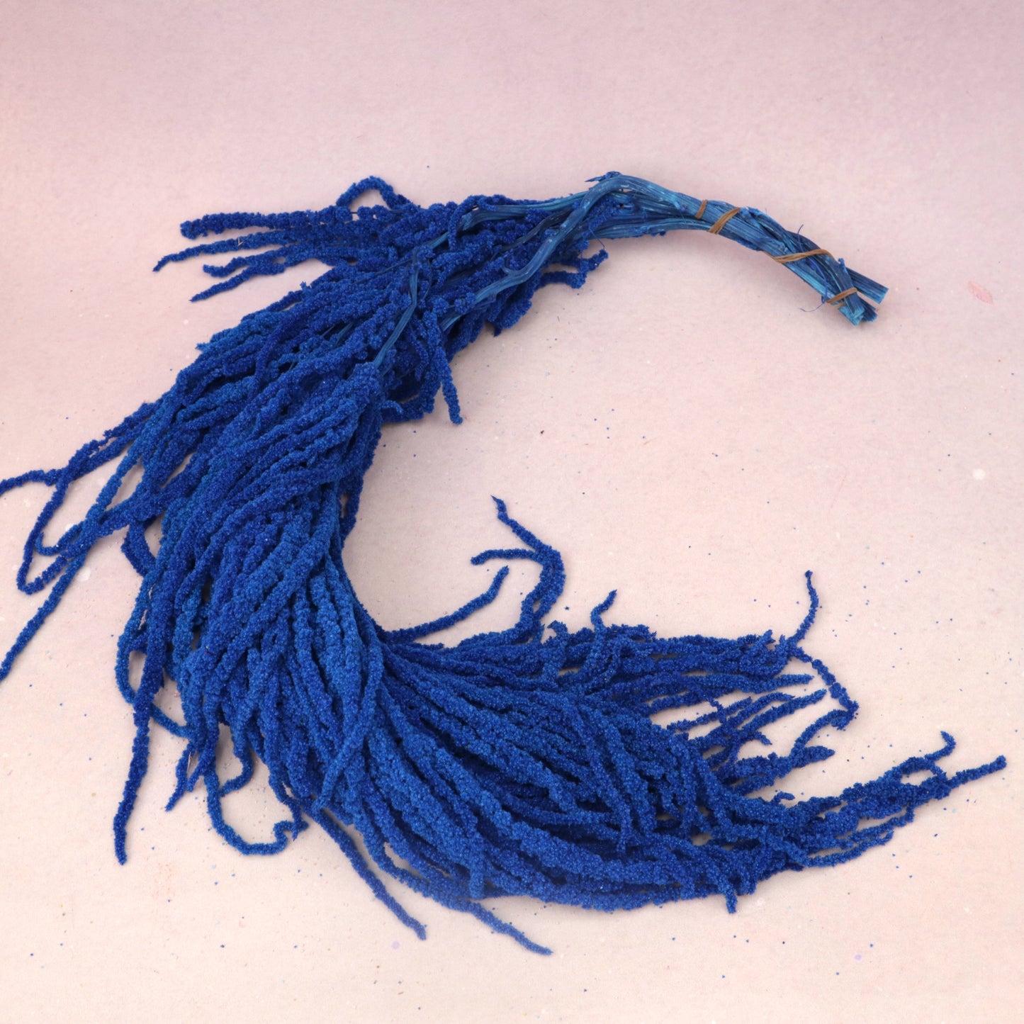 Amaranthus Royal Blue