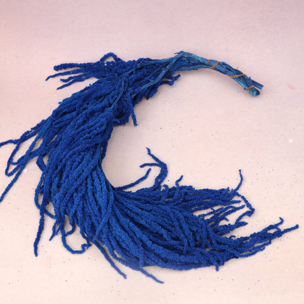 Amaranthus Royal Blue – Floral Forest Wholesale