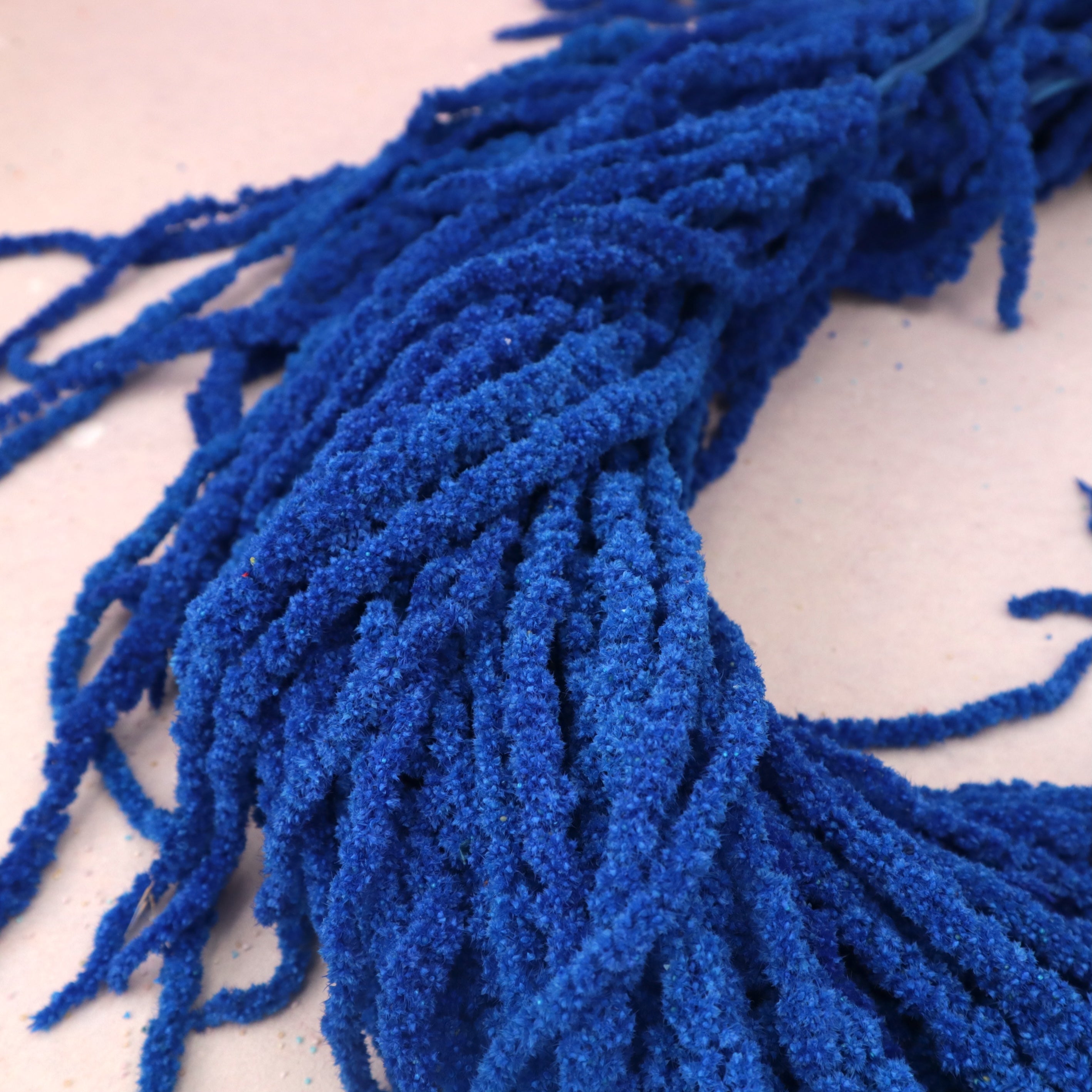Amaranthus Royal Blue