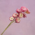 Strawflowers Mauve
