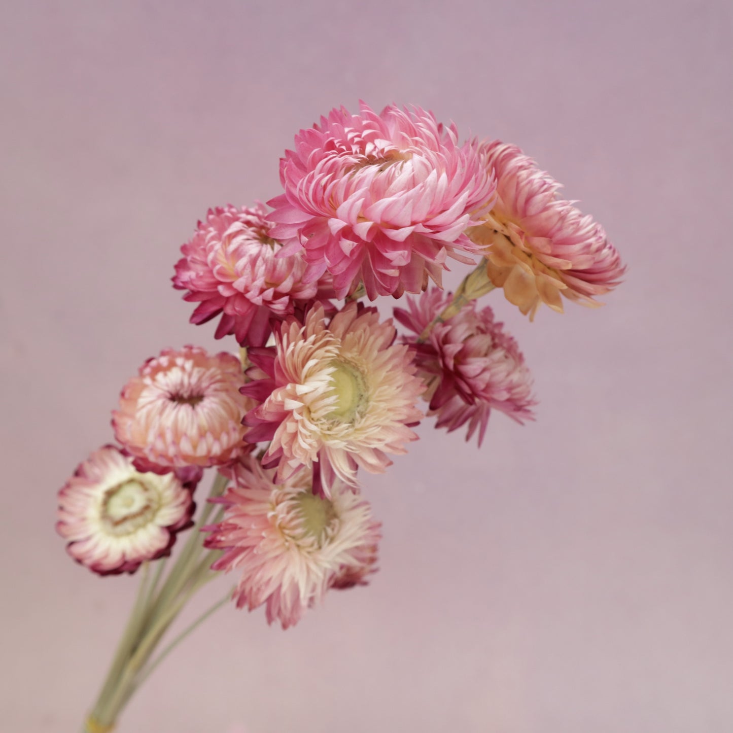 Strawflowers Mauve