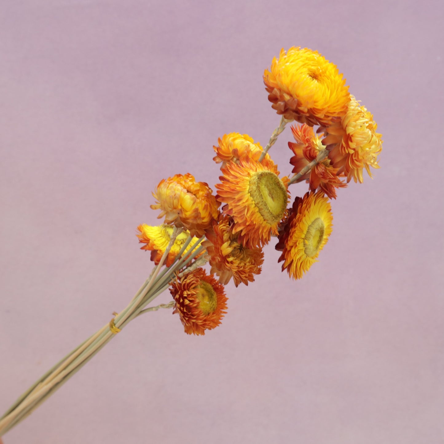 Strawflowers Sunset Yellow