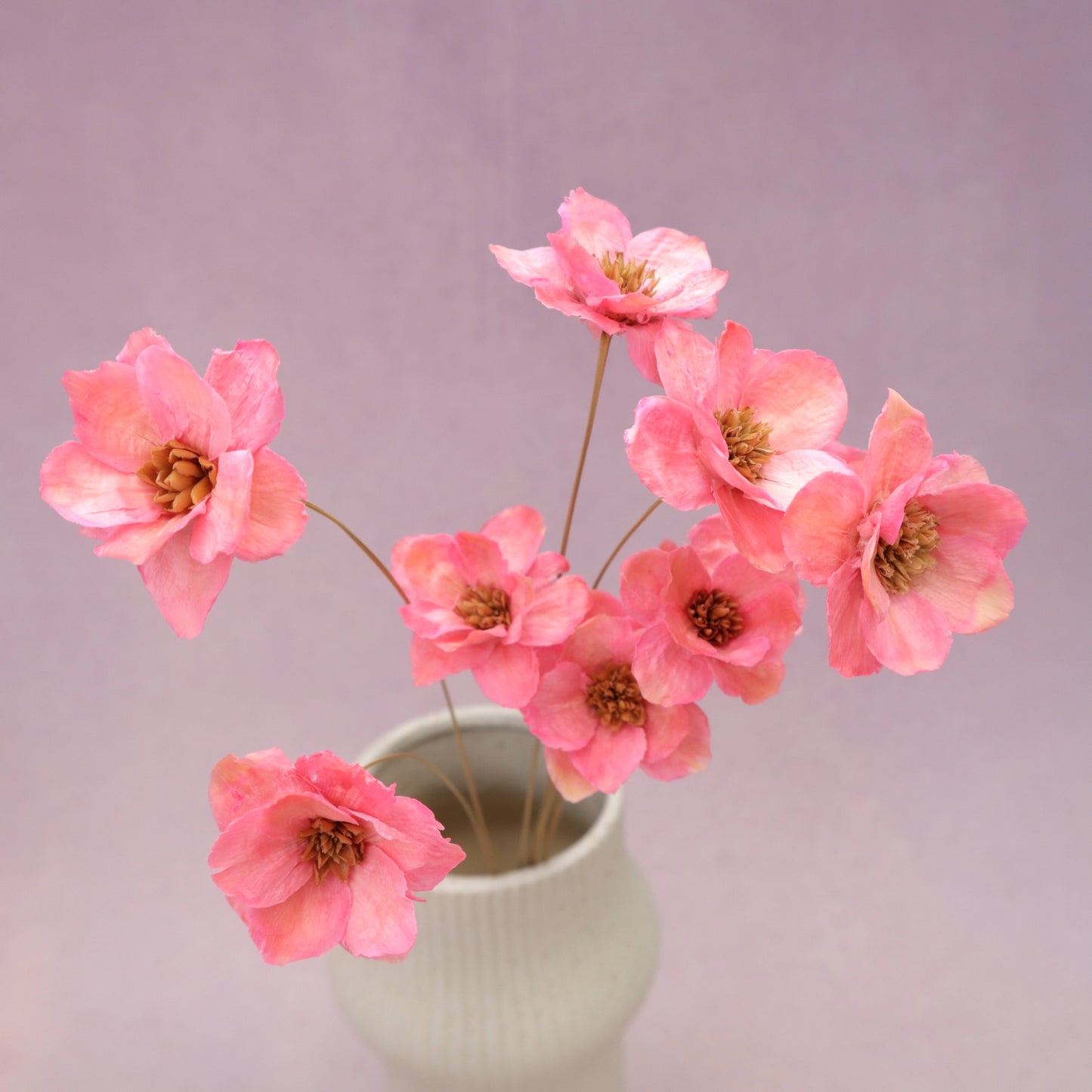 Sola Anemone Flower Pink